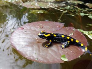 How do animals regenerate limbs?